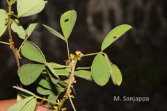 Indigofera santapaui